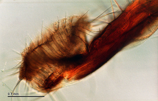Illustration for article titled A Scientist Responds… to The Fly